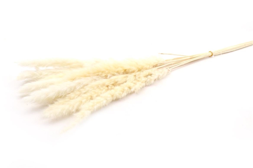 Bund Fluffy Pampas gebleicht 