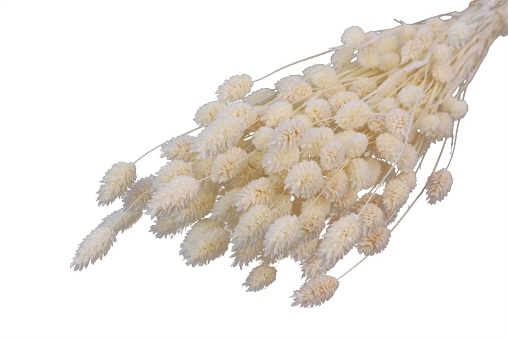 Bund Phalaris white