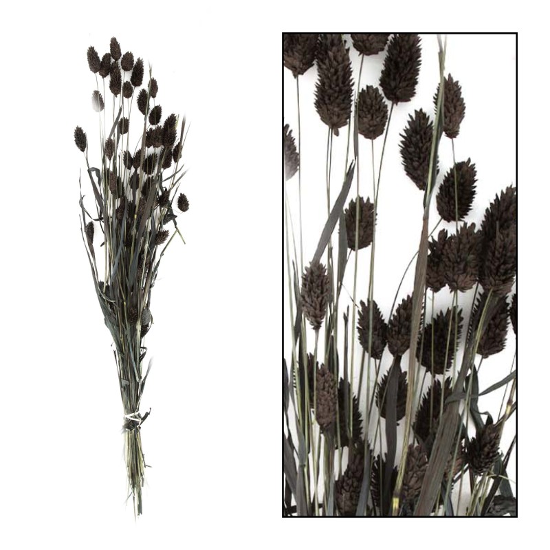 Bund Phalaris black