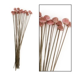 [2100000002887] Trockenblumen hellrosa 