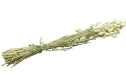 [2100000022519] Bund Phalaris natur