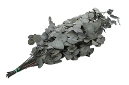 [2100000022564] Bund Eucalyptus Cinerea