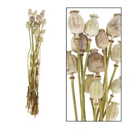 [2100000002825] Bund Mohn natur